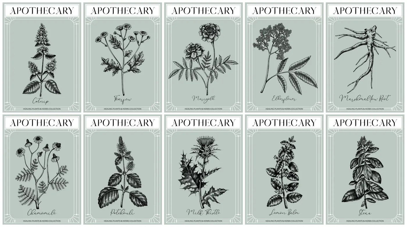 Apothecary labels set. Healing plants and medicinal herbs sketches. Art nouveua, adt deco, retro style. Vintage frame design templates. NOT AI generated Illustration